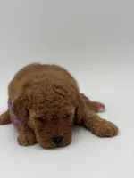 Alice , a female Miniature Goldendoodle for sale in Mayfield, KY – Photo 8 of 10