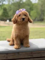 Alice , a female Miniature Goldendoodle for sale in Mayfield, KY – Photo 6 of 10