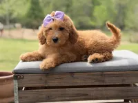 Alice , a female Miniature Goldendoodle for sale in Mayfield, KY – Photo 10 of 10