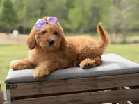 Alice , a female Miniature Goldendoodle for sale in Mayfield, KY – Photo 7 of 10