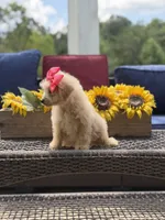 Bailey , a female Miniature Goldendoodle for sale in Mayfield, KY – 4 of 10