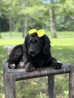 Gina, a female Miniature Bernedoodle for sale in Mayfield, KY – 9 of 10