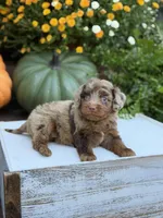 Eli, a male Miniature Aussiedoodle for sale in Mayfield, KY – 9 of 10