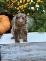 Eli, a male Miniature Aussiedoodle for sale in Mayfield, KY – 5 of 10