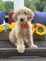 Alex, a male Miniature Goldendoodle for sale in Mayfield, KY – 10 of 10