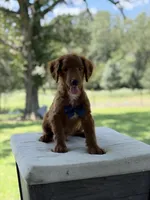 Boo, a female Miniature Goldendoodle for sale in Mayfield, KY – 4 of 10