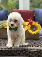 Asher, a male Miniature Goldendoodle for sale in Mayfield, KY – 7 of 10