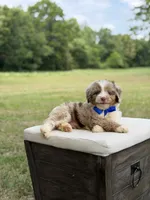 Wes , a male Miniature Aussiedoodle for sale in Mayfield, KY – 7 of 10