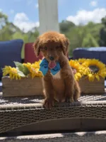 Boo, a male Miniature Goldendoodle for sale in Mayfield, KY – 4 of 10