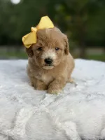 Charlie, a female Miniature Goldendoodle for sale in Mayfield, KY – 2 of 10
