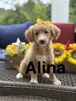 Alina, a female Miniature Goldendoodle for sale in Mayfield, KY – 1 of 10