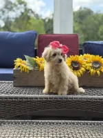 Bailey , a female Miniature Goldendoodle for sale in Mayfield, KY – 8 of 10