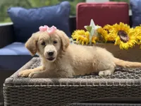 Angel, a female Miniature Goldendoodle for sale in Mayfield, KY – 4 of 10