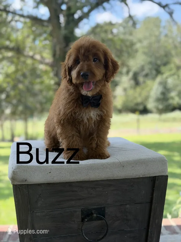Buzz – Miniature Goldendoodle puppy for sale in Mayfield, KY