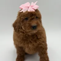 Gabby , a female Miniature Goldendoodle for sale in Mayfield, KY – Photo 6 of 10