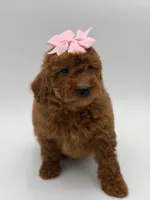 Gabby , a female Miniature Goldendoodle for sale in Mayfield, KY – Photo 6 of 10