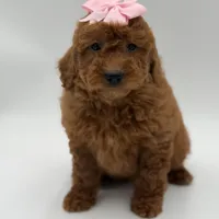 Gabby , a female Miniature Goldendoodle for sale in Mayfield, KY – Photo 3 of 10