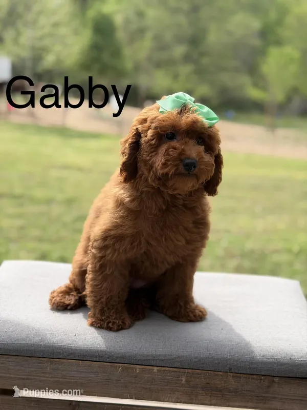 Gabby  – Miniature Goldendoodle puppy for sale in Mayfield, KY