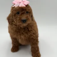 Gabby , a female Miniature Goldendoodle for sale in Mayfield, KY – Photo 2 of 10