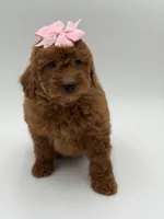 Gabby , a female Miniature Goldendoodle for sale in Mayfield, KY – Photo 2 of 10