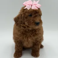 Gabby , a female Miniature Goldendoodle for sale in Mayfield, KY – Photo 5 of 10