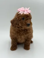 Gabby , a female Miniature Goldendoodle for sale in Mayfield, KY – Photo 5 of 10