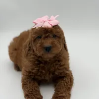 Gabby , a female Miniature Goldendoodle for sale in Mayfield, KY – Photo 8 of 10