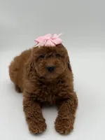 Gabby , a female Miniature Goldendoodle for sale in Mayfield, KY – Photo 8 of 10