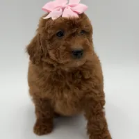 Gabby , a female Miniature Goldendoodle for sale in Mayfield, KY – Photo 7 of 10