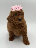 Gabby , a female Miniature Goldendoodle for sale in Mayfield, KY – Photo 7 of 10