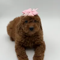 Gabby , a female Miniature Goldendoodle for sale in Mayfield, KY – Photo 9 of 10