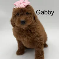 Gabby , a female Miniature Goldendoodle for sale in Mayfield, KY – Photo 1 of 10