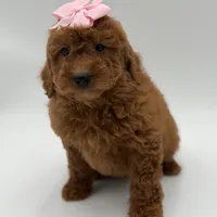 Gabby , a female Miniature Goldendoodle for sale in Mayfield, KY – Photo 4 of 10