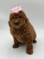 Gabby , a female Miniature Goldendoodle for sale in Mayfield, KY – Photo 4 of 10