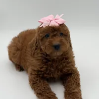 Gabby , a female Miniature Goldendoodle for sale in Mayfield, KY – Photo 10 of 10