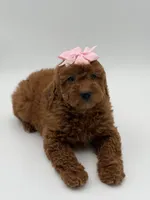 Gabby , a female Miniature Goldendoodle for sale in Mayfield, KY – Photo 10 of 10