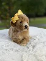 Charlie, a female Miniature Goldendoodle for sale in Mayfield, KY – 3 of 10