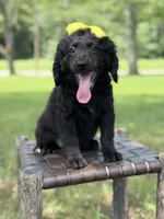 Gina, a female Miniature Bernedoodle for sale in Mayfield, KY – 4 of 10