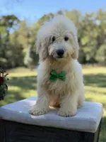Buddy , a male Miniature Goldendoodle for sale in Mayfield, KY – 6 of 10