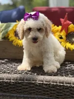 Aubrey, a female Miniature Goldendoodle for sale in Mayfield, KY – 5 of 10