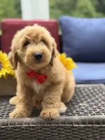 Aiden, a male Miniature Goldendoodle for sale in Mayfield, KY – 4 of 10