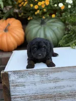 Elmo, a male Miniature Aussiedoodle for sale in Mayfield, KY – 4 of 9
