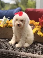 Adrian, a female Miniature Goldendoodle for sale in Mayfield, KY – 7 of 10