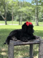 June , a female Miniature Bernedoodle for sale in Mayfield, KY – 10 of 10