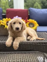 Amelia , a female Miniature Goldendoodle for sale in Mayfield, KY – 3 of 10