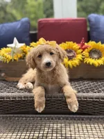 Alina, a female Miniature Goldendoodle for sale in Mayfield, KY – 5 of 10