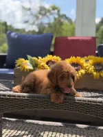 Buzz, a male Miniature Goldendoodle for sale in Mayfield, KY – 8 of 10