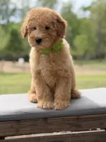 Archer, a male Miniature Goldendoodle for sale in Mayfield, KY – Photo 6 of 10