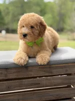 Archer, a male Miniature Goldendoodle for sale in Mayfield, KY – Photo 10 of 10