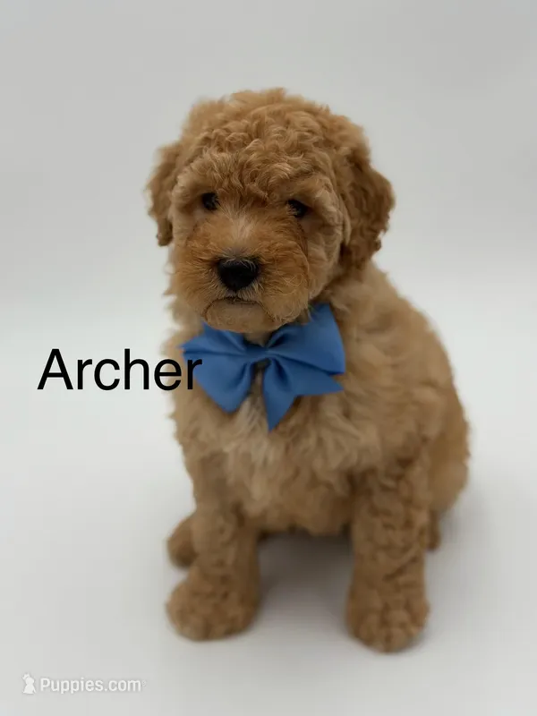 Archer – Miniature Goldendoodle puppy for sale in Mayfield, KY